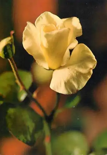 Postcard flower rose branch