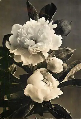 Postcard flowers rose bush Germany