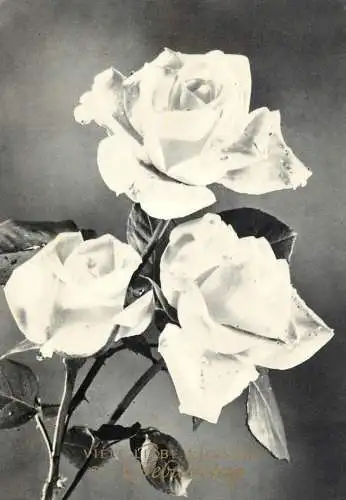 Postcard flowers rose Germany