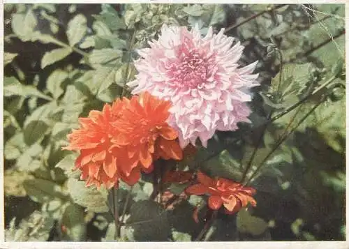 Postcard field flowers Germany 1943