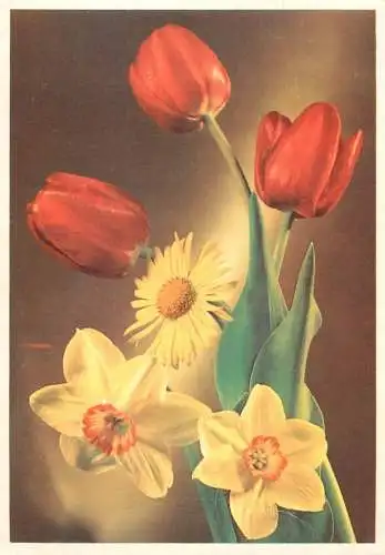 Postcard flower red tulip Germany