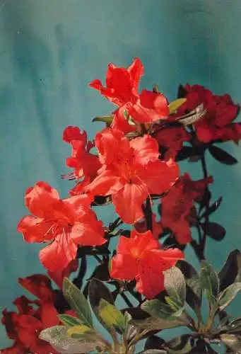 Postcard flower red plant Germany Dresden