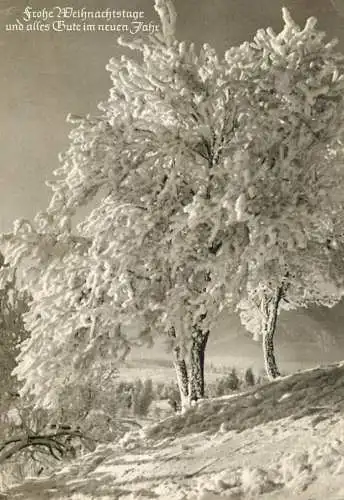 Postcard Germany Dusseldorf winter scene tree in forest