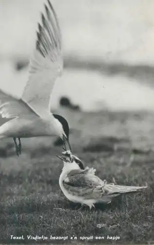 Postcard bird photo Texel feeding each other