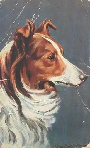 Postcard greetings card paintings Germany collie dog