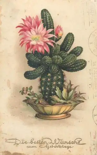 Postcard greetings card cactus flower vase