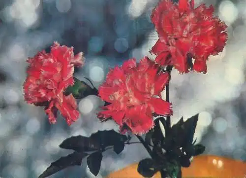 Postcard flower scene Szolnok Hungary 1977