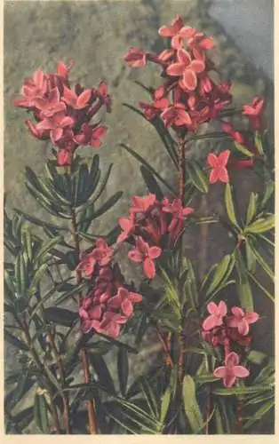 Daphne cneorum Thymelee des Alpes mountain flora