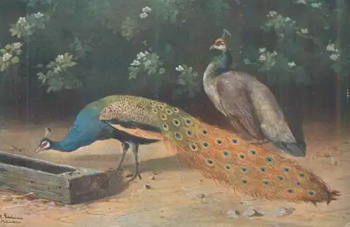 Postcard Paintings Illustrators peacock in yard