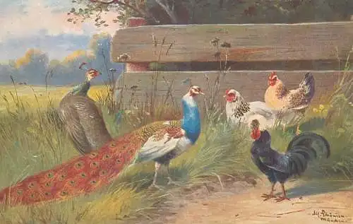 Postcard Paintings Illustrators peacock and chickens in yard