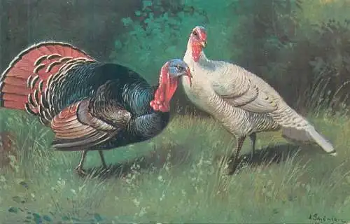 Postcard Paintings Illustrators turkeys in yard