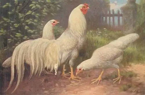 Postcard Paintings Illustrators chicken in coop