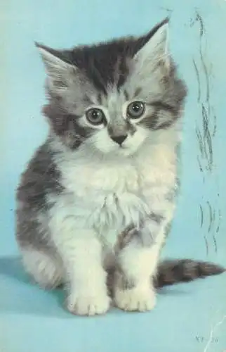 Postcard animals cat 1978