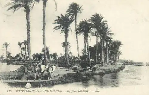 Postcard Egypt oasis landscape and camels