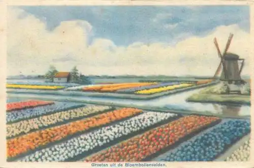 Postcard Netherlands tulip fields and windmill