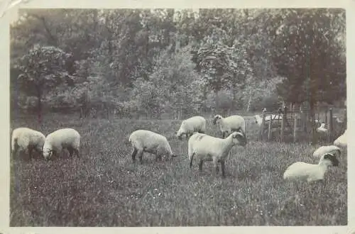 Postcard Uk England sheeps