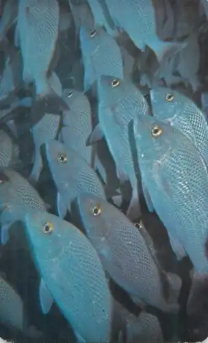 Postcard animals fish banco de peces en El Garrafon