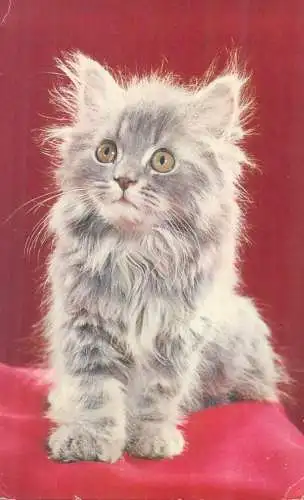 Postcard cats Animal series Yorkshire