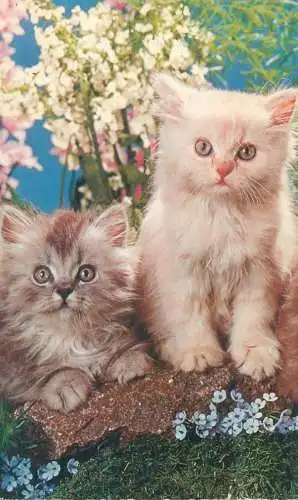 Postcard cats Animal series Yorkshire