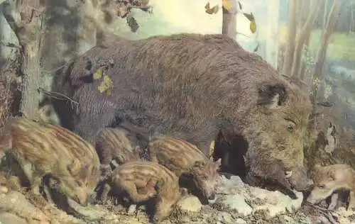 Postcard Romania Maximalife porc mistret sus seropha atthila 1966