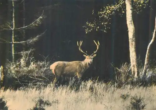 Postcard Belgium Ardenne stag deer 1966