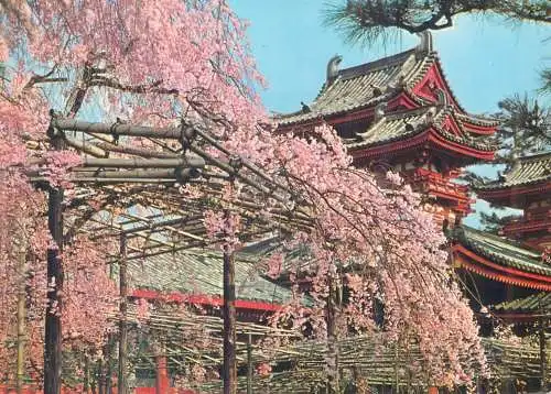 Postcard Japan the cherry blossoms the Heian shrine