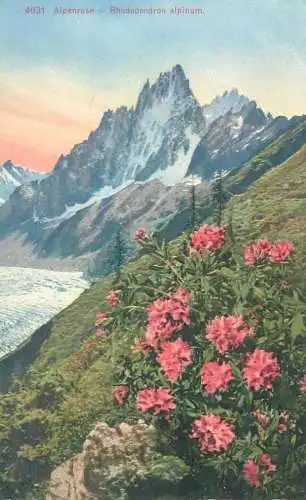Postcard Switzerland Alpenrose Rhododendron alpinum