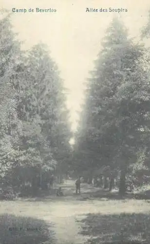 Postcard Belgium Camp de Beverloo Allee des Soupirs