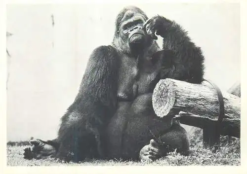 Postcard animals thinking gorilla