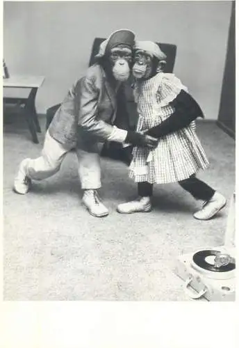 Postcard humanized animals swinging apes 1990