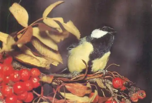 Postcard Germany bird on a tree