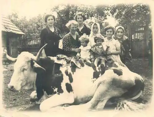 Postcard Romania family social history cow