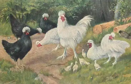 Postcard greetings card Paintings chicken scene