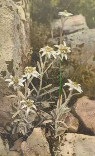 Postcard greetings card Flowers leontopodium alpinium rock mountain flower