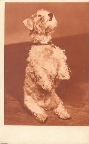 Postcard greetings card animal dog Italy