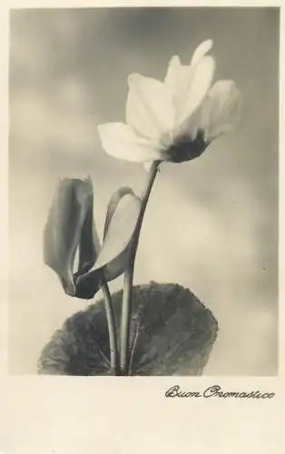 Postcard greetings card flower Italy buon onomastico