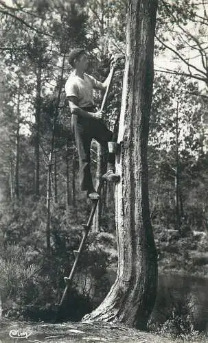 France Paysage Landais Gemmage au Pite