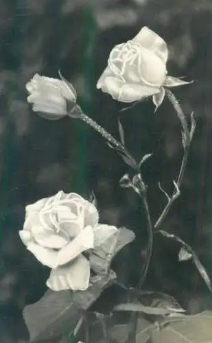 Postcard photo rose flower
