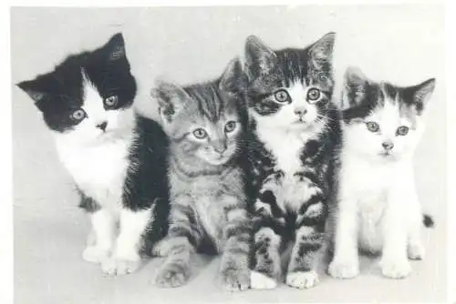 Postcard greetings cat photo