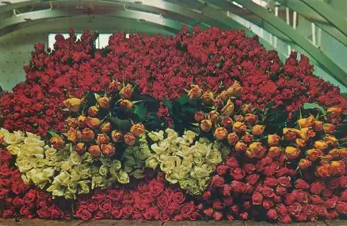 Netherlands Aalsmer Auction Cart with roses