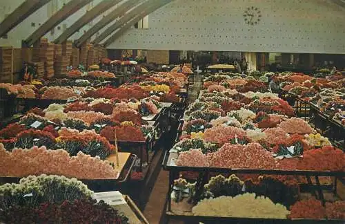 Netherlands Aalsmer Auction Hall cut flowers