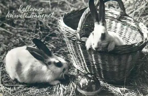 Easter greetings rabbits and pencilled egg