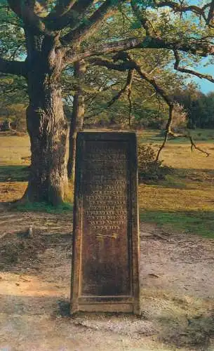 Postcard United Kingdom > England New Forest