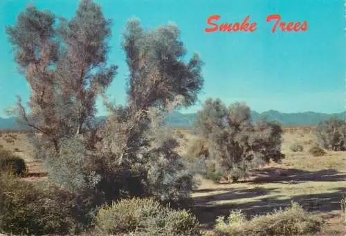 Postcard United States AZ - Arizona > Phoenix Smoke trees in a desert wash