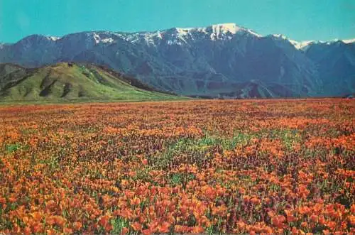 Postcard United States CA - California Poppies and Snow Capped mountains