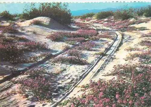 Postcard United States AZ - Arizona > Phoenix Sand Verbenas blooming