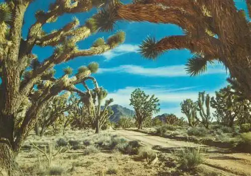 Postcard United States AZ - Arizona > Phoenix Joshua tree forest