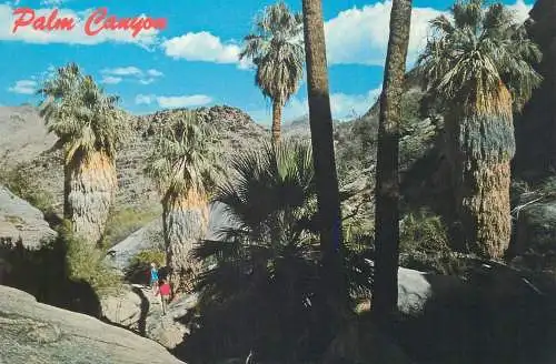 Postcard United States CA - California > Palm Springs Palm Canyon