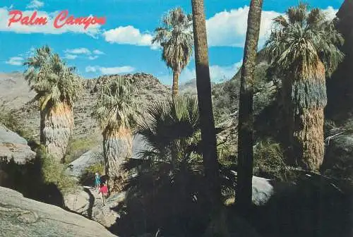 Postcard United States CA - California > Palm Springs Palm Canyon