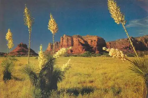 Postcard United States AZ - Arizona > Phoenix Yucca Spanish Bayonet